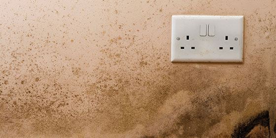 Excess Moisture