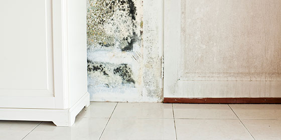 Mould Spores