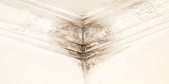 Mould